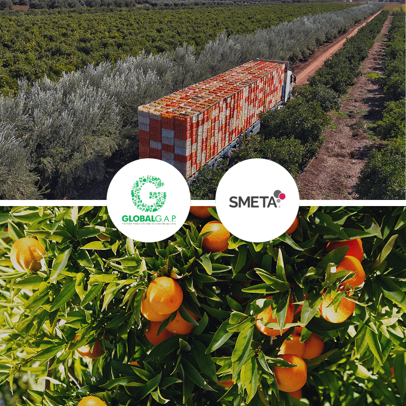 ALH Agriculture orchards and citrus fruit, with the GLOBALG.A.P. and SMETA certification logos